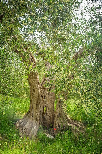 De oude olijfboom van Anneke Hooijer