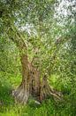 De oude olijfboom van Anneke Hooijer thumbnail