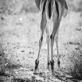 Impala, monochrome, Kruger Park Afrique du Sud sur Carmen de Bruijn