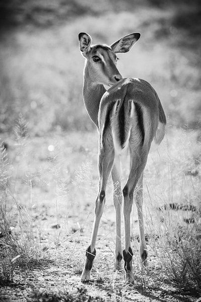 Impala in tegenlicht, zwart-wit van Carmen de Bruijn