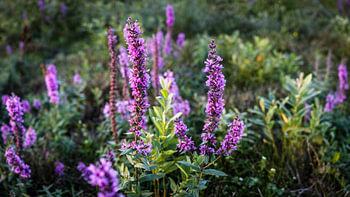 Ein Nahaufnahme-Panorama eines blühenden großen Katzenschwanzes