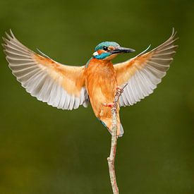 H. Kiewiet profielfoto