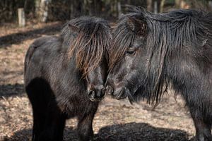 Twee ponys