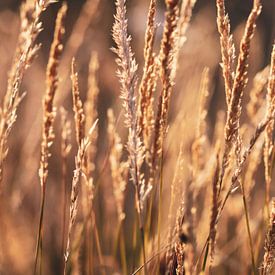 Grassen bij zonsondergang van Noor van Duijvenboden