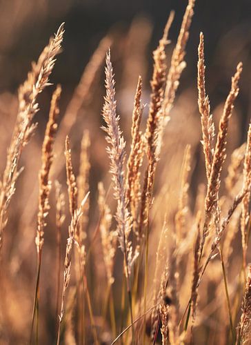 Les herbes au coucher du soleil