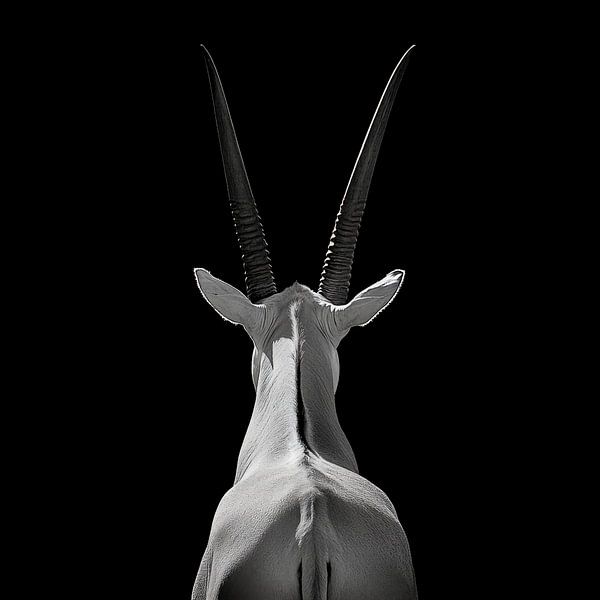 Silhouette d'oryx par Poster Art Shop