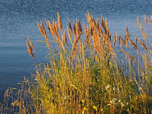 Roseaux dans une belle lumière notamment au coucher du soleil sur le lac Vietonen en Laponie,