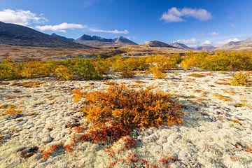 Dørålen Herbst von Sven-Erik Arndt