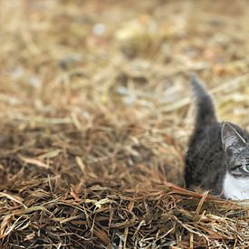 Hay Adventures: A Kitten's Playful Discovery by Elianne van Turennout