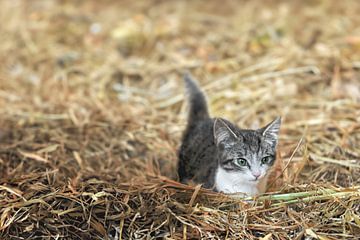 Hooi-avonturen: Een Kitten's Speelse Ontdekking