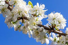 Tree blossom in spring by Werner Dieterich