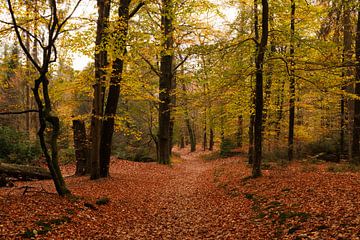 Autumn in Palace Park t Loo by Marijke van Eijkeren