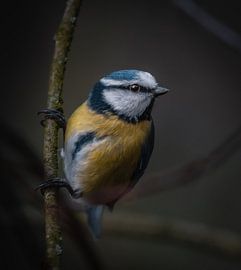 Blue Tit by Andreas Vanhoutte