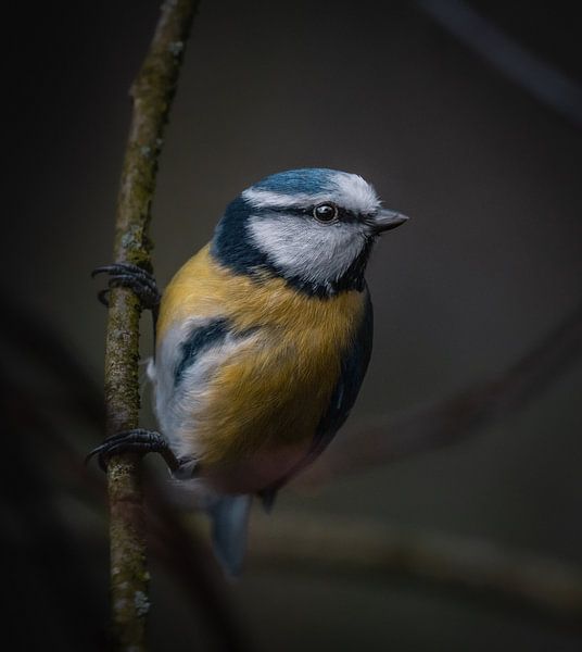 Blaumeise von Andreas Vanhoutte