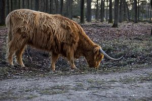 Grazers Veluwe