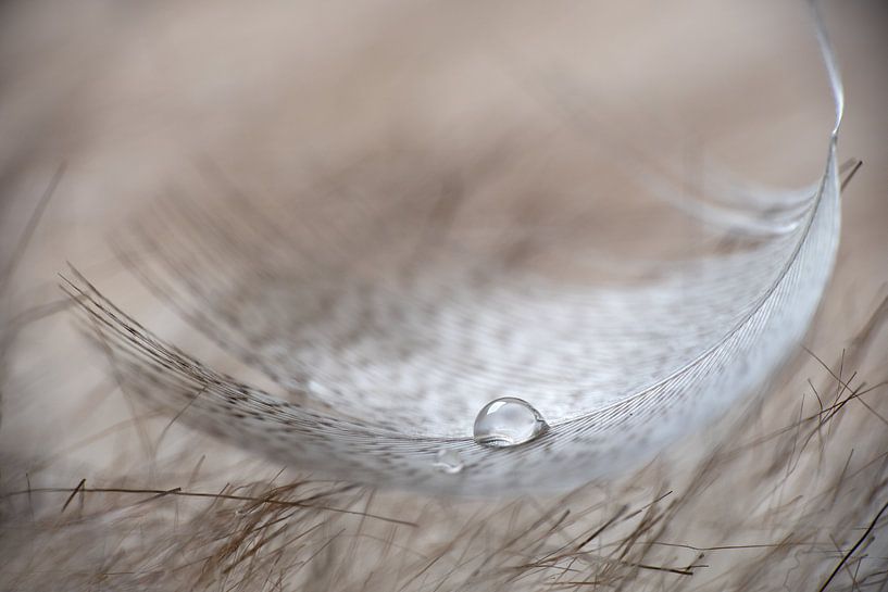 Tear on spring by Karin de Boer Photography