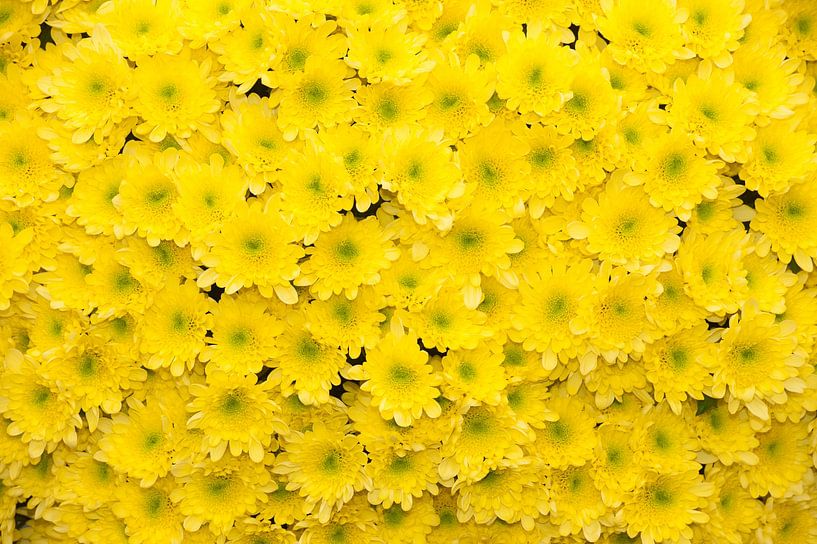 Chrysanthemum "Radost yellow" van Richard Wareham