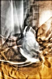 Fool's catch by Vera Zuur