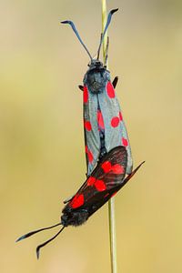 Le papillon de Saint John