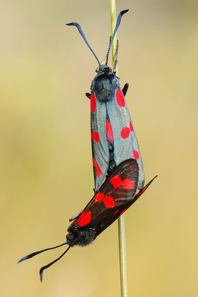 Johanniter-Schmetterling von Pim Leijen