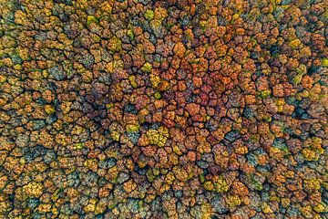 Herfst bos gezien vanuit de lucht op het toppunt van de herfst. van Luuk Belgers