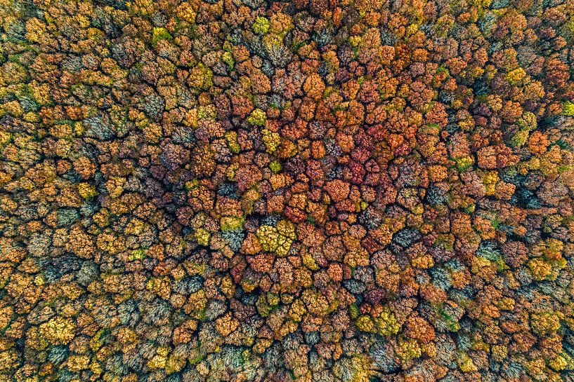Forêt d'automne vue du ciel au plus fort de l'automne. par Luuk Belgers