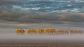 Treeeeeeeees von Bram van Broekhoven