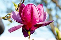 Magnolia 'after rain comes sunshine'