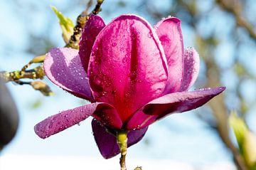 Magnolia 'na regen komt zonneschijn' van Ivonne Fuhren- van de Kerkhof