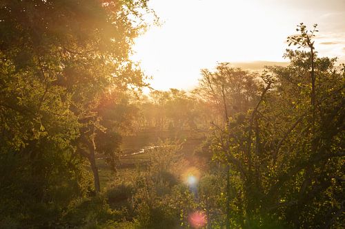 Zonsondergang in de bush