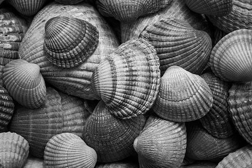 Schelpen: zwart, wit en grijs