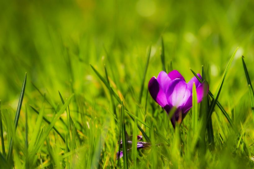 Der Frühling von Irene Lommers