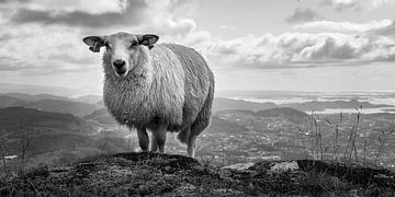 Sheep with a view by Twan van Vugt
