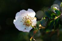 Fleur d'aubépine