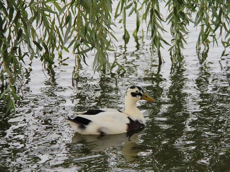 Duck by Jose Lok