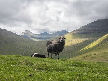 Faeröer Sheep van Mark Leek