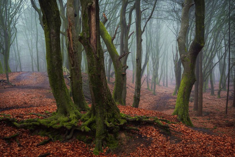 Mistery Forest van Martin Podt