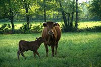 Koe met haar limousin kalf