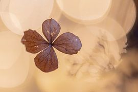 Hortensienblatt von Tania Perneel