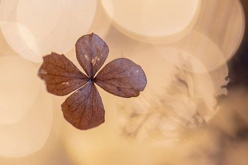 hydrangea leaf