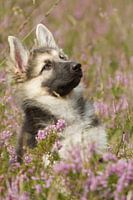 Beautiful shepherd pup between the heather plants