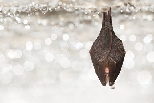 Kleiner Hufeisensperling im Winterschlaf