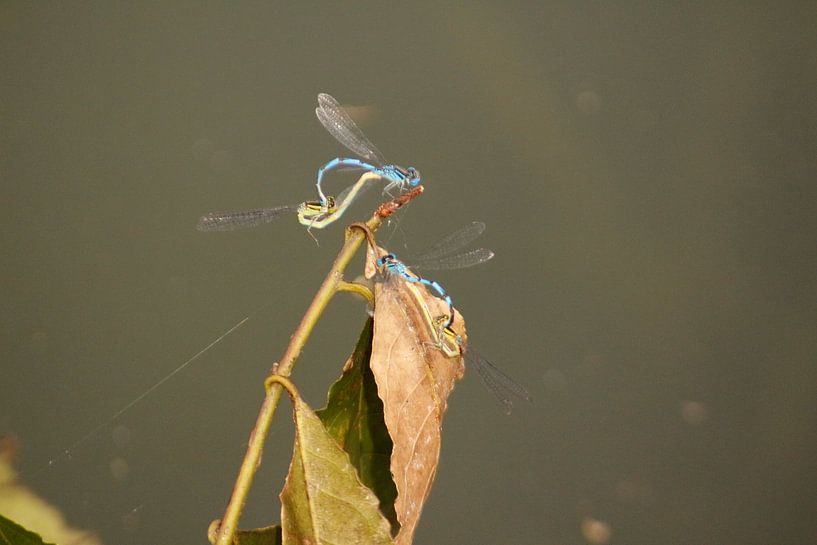 Double-hearted love. by Suzanna Lasalla