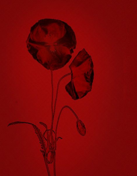 Poppies red black pop art by natascha verbij