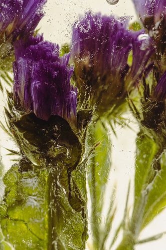 Lilas de mer dans la glace 3