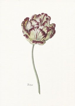 Tulipa by Walljar