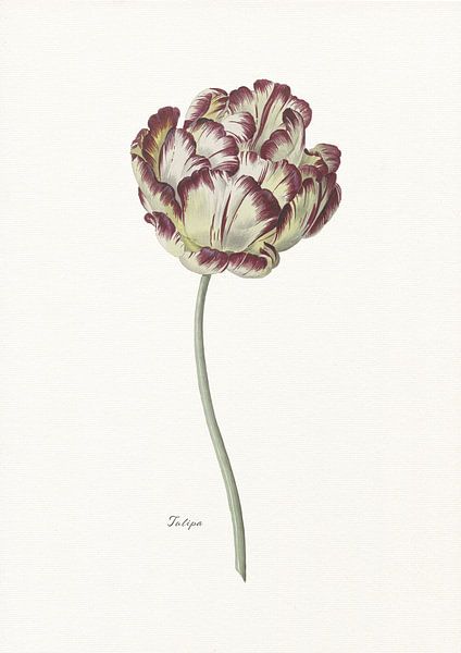Tulipa par Walljar