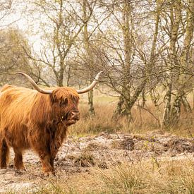 Schotse hooglander bij boswachterij Westerschouwen van Annelies Cranendonk