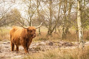 Highlander écossais au parc forestier de Westerschouwen