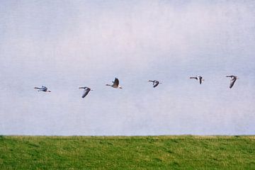 Gänse über der Deichkrone